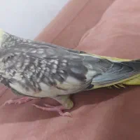 طوطی|پرنده|رستمآباد, |دیوار