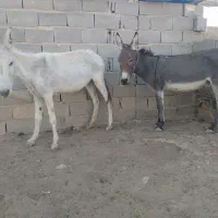 دو عدد الاغ ماده ، گله ای ، باری