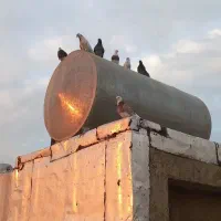 کفتر یا کبوتر معاوضه وفروش|پرنده|قدس, شهرقدس|دیوار