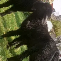 بره