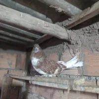 کبوتر گرگی کشیده|پرنده|آق قلا, |دیوار