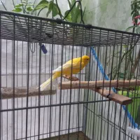 قناری نر  لیمویی