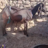 بز مری|حیوانات مزرعه|هامون, |دیوار