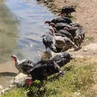 بوقلمون ماده|حیوانات مزرعه|الشتر, |دیوار