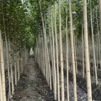 فروش ویژه نهال صنوبر نگرا شلیل وگیلاس در نهالستان