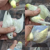 7تا جوجه مرغ عشق رینبو و اسپانگل
