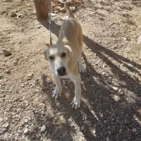 توله ی الابای|سگ|سیرجان, |دیوار