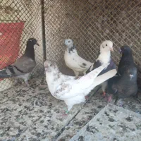 پرنده شکار|پرنده|یزد, |دیوار