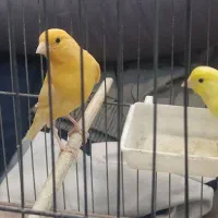 جوجه قناری نو ماده