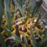 نمایندگی رسمی نخل کشت بافت و پاجوش گلخانه ای|خدمات باغبانی و درختکاری|برازجان, |دیوار