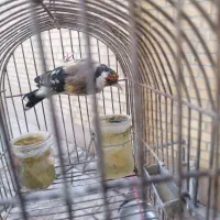 سهره دهن دار|پرنده|مرودشت, ابوذر جنوبی|دیوار