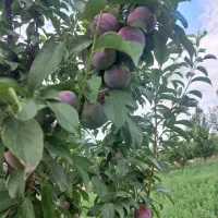 باغ 1000متری باآب دینام معاوضه فقط باخانه در شهرک|فروش دفتر صنعتی، کشاورزی، تجاری|خوی, |دیوار