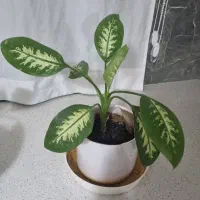 دیفن باخیا|گل و گیاه طبیعی|قدس, شهر‌قدس|دیوار