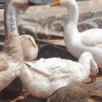 قوغاز خالماگور