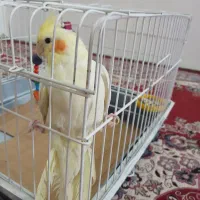 عروس هلندی جفت