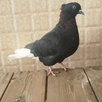 کبوتر دم سفید|پرنده|اصفهان, سلطان‌آباد|دیوار