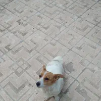 پاکوتا روباهی دوساله بسیار تیز و بازیگوش|سگ|مراغه, |دیوار