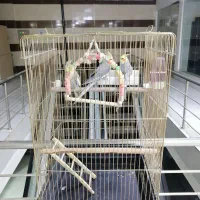 عروس هلندی|پرنده|جوانرود, |دیوار