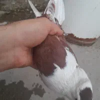 کفتر