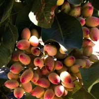 خرید مستقیم نهال از خود تولید کننده