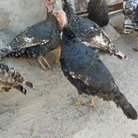 بوقلمون نر و ماده قیمت مناسب|حیوانات مزرعه|بوئین زهرا, |دیوار