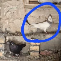 تعدادی کبوتر مهشر