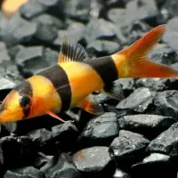 لوچ دلقک . لوچ پاکستانی