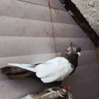 ۳عددکبوتر رنگی سینه ای خوشکل