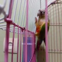 گرینجیک نر سالم وسر حال سن حدود یه سال ونیم|پرنده|بندر امام خمینی, |دیوار