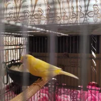 قناری|پرنده|تبریز, |دیوار