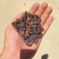 مویز کشمش بش خلار(شیرازی)|خوردنی و آشامیدنی|شیراز, قصرالدشت|دیوار