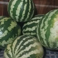 هندوانه شیرین