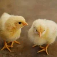 جوجه گوشتی راس|حیوانات مزرعه|قم, نیروگاه|دیوار