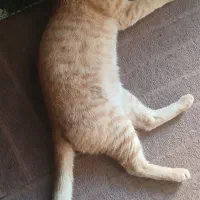 واگذاری گربه