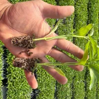 نشا گوجه فلفل بادمجان وقیره