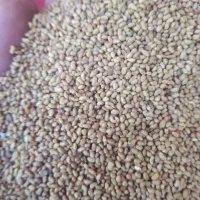 بذر یونجه بوجاری شده تمیز