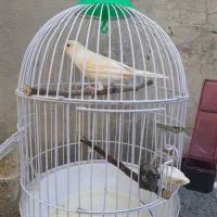 قناری نر یک ساله|پرنده|دینور, |دیوار