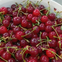 البالو مجاری درشت وگیلاس درجه یک چین امروز