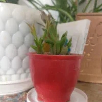 انواع گلدانهای طبیعی|گل و گیاه طبیعی|ورامین, ورامین|دیوار