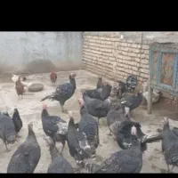 بوقلمون نر و ماده