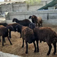 گوشت گوسفند و میش .شیشگ.