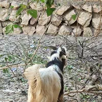 بیگ فروشی|حیوانات مزرعه|ایذه, |دیوار