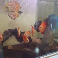 دیسکس|ماهی|اسفراین, |دیوار