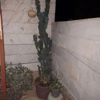 گل و گیاه آپارتمانی