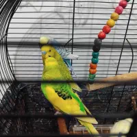 مرغ عشق فروشی