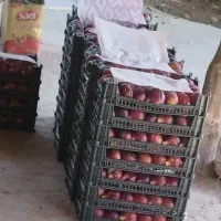 انجیر خشک نوبرانه تر تمیز