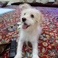 واگذاری سگ شیتزو