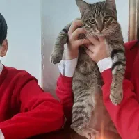 این گربه نر دیروز گم شده حوالی پارک لاله