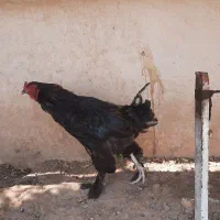 خروس برهما جوان و سرحال