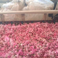 تور کاشانگردی  ایرانگردی گیلانگردی و طبیعتگردمجرب